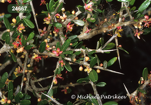 Allthorn Goatbush (Castela texana)